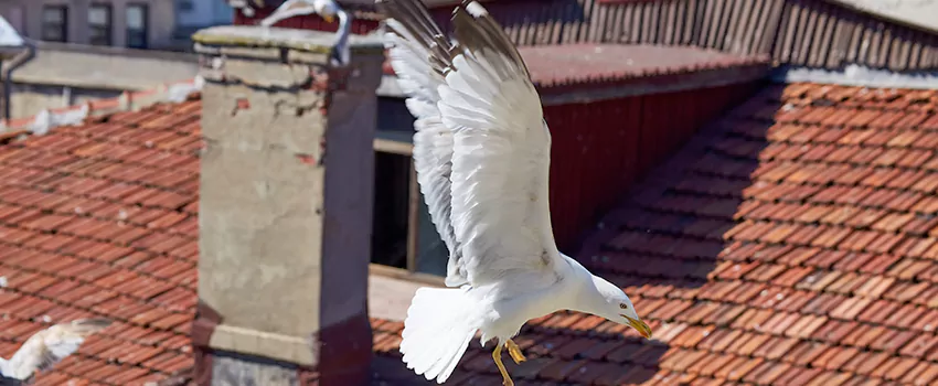 Residential Chimney Animal Removal Solution in Mineral Wells, TX